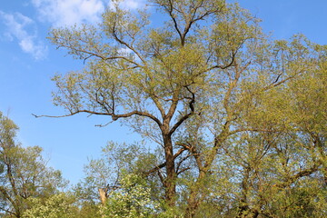 tree in spring