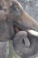 Nahaufnahme Elefantenkopf