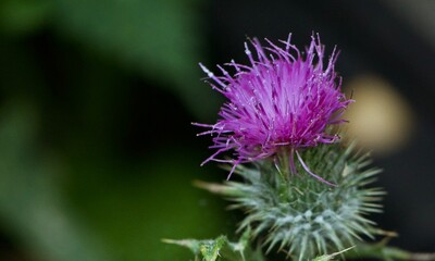 close up of thistle