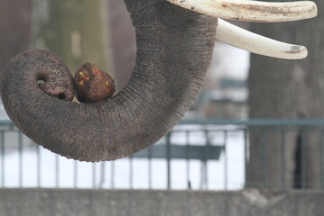 Nahaufnahme Elefant