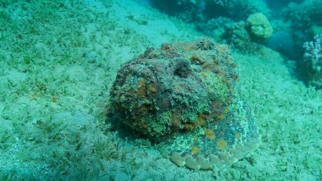 Close-up portrait of the Stonefish lies on sandy bottom covered with green seagrass. Front view. Reef Stonefish (Synanceia verrucosa), Slow motion