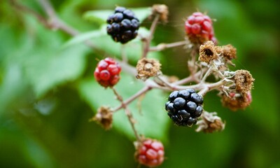blackberry fruit