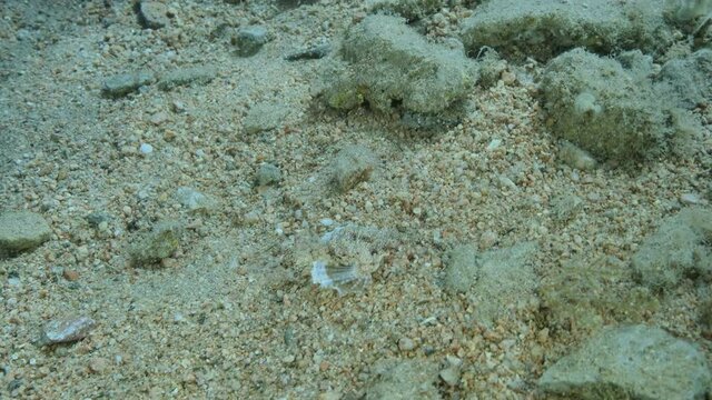 Seamoth moves on the sandy bottom in shallow water in sun rays. Pegasus, Little Dragonfish or Common Seamoth (Eurypegasus draconis). Slow motion