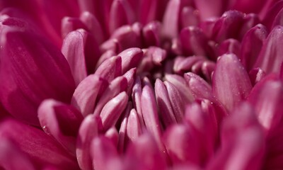 close up of pink flower