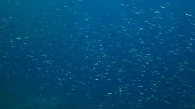 Large shoal of Blue sprat, Delicate round herring or blueback sprat (Spratelloides delicatulus). Massive school of small fish swims in the blue water in sunrays. Slow motion