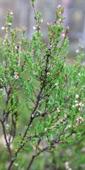 leaves in spring