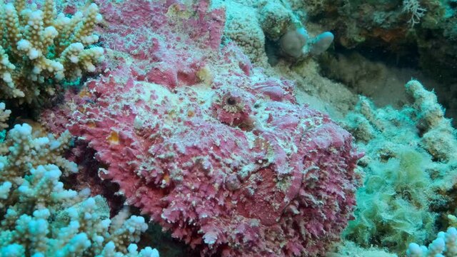 Close-up of pink Stonefish lies on corals. Reef Stonefish (Synanceia verrucosa). Slow motion, Camera moving forwards