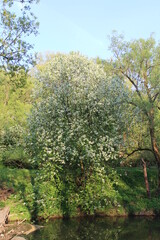 autumn in the forest