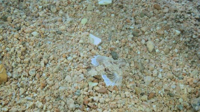 Seamoth moves on the sandy bottom in shallow water in sun rays. Pegasus, Little Dragonfish or Common Seamoth (Eurypegasus draconis). Slow motion