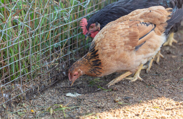 Portrait of a red hen on the farm.