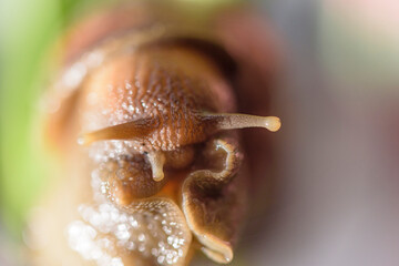 Snail Muller gliding on the wet leaves. Large white mollusk snails with brown striped shells, crawling on vegetables