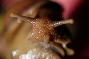 Snail Muller gliding on the wet leaves. Large white mollusk snails with brown striped shells, crawling on vegetables