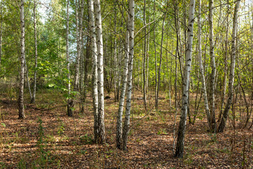 Obraz premium Forest with birches in summer.