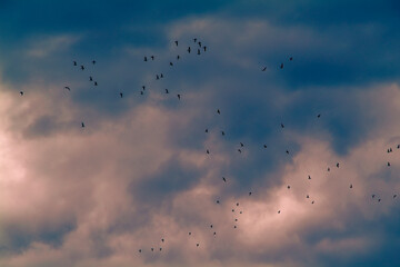 Suggestive and colorful cloudy sky with a flock of migratory birds.