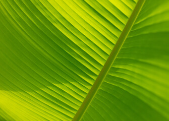 Large green banana leaf on the nature