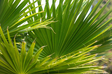 Obraz na płótnie Canvas Green leaves of a palm tree