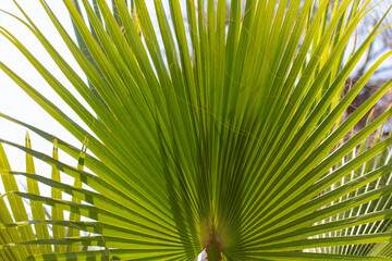 Fototapeta premium Green leaves of a palm tree