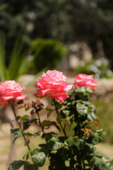 Rose bush in the garden