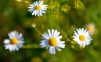 Beautiful chamomile flowers in nature.