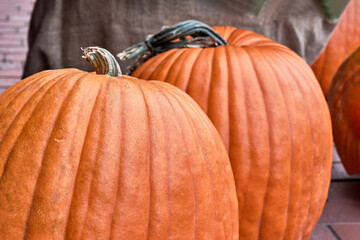 Two big orange pumpkins as fall background.