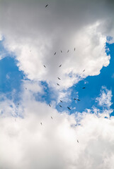 Fluffy white clouds in the blue sky with birds. No land view.