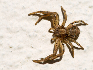 Xysticus spider
These are the forest spider crabs, Xysticus. Spiders of this genus are dark brown or reddish brown in color. Most often found on weeds or trees. They usually have short, strong legs.