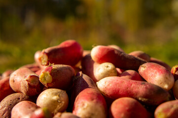Red fresh vegetable red radish. Autumn harvest close up