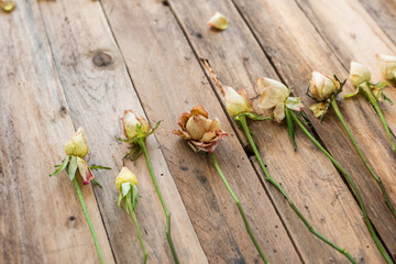 Getrocknete Rosen auf Untergrund aus Holz