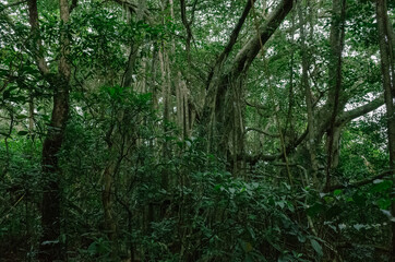 tropical forest in Nanjenshan Forest Dynamics Plot in Taiwan