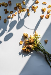 Vertrocknete Rosenblüten und Blätter auf weißem Hintergrund mit harten Schatten