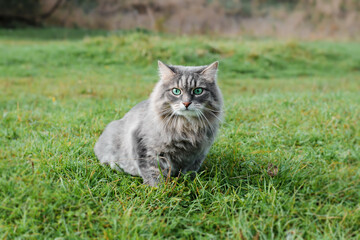 Naklejka na ściany i meble Portrait of gray fluffy cat with green eyes looking away and sitting on grass in nature. Fur cat of Siberian breed outdoors
