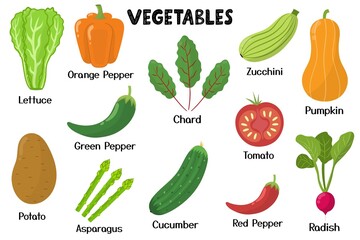 Vegetables collection. Healthy food isolated elements in cartoon style. Great for recipes, cookbook and vegan prints. Lettuce, chard, zucchini, pumpkin and other. Vector illustration