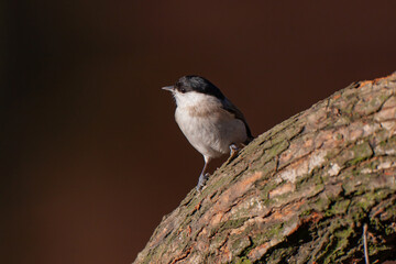 Marsh Tit (Poecile palustris) perched on tree stump