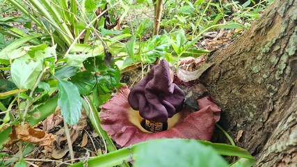 corpse flower at the root of a big tree in the forest