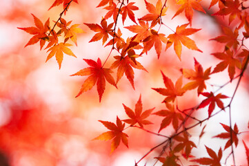 彩りシルエット