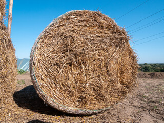 Hay bales (hay balls, haycock or haystack) on a farm field, against clear blue sky.