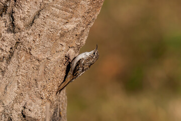 Eurasian Treecreeper (Certhia familiaris) clinging to a tree trunk
