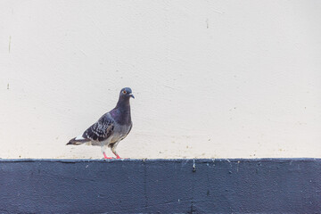 Pigeon in urban area, Hong Kong daytime