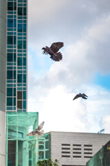 Flying Pigeon in urban area, Hong Kong daytime