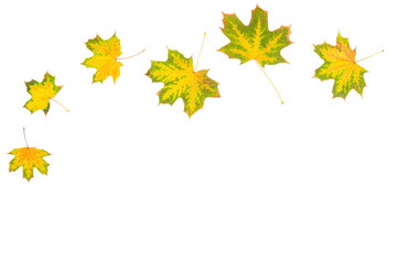 Autumn maple leaves on white