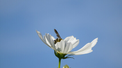 白いコスモスへ顔を潜らせるハチ