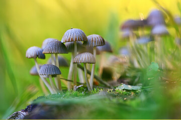 small inedible mushrooms, poisonous mushrooms forest background macro nature wild