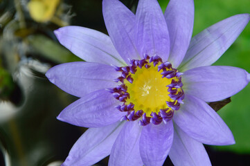 Fototapeta premium Purple tropical waterlily