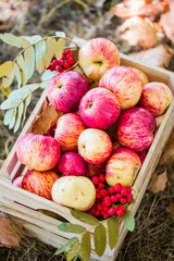 Harvest of red apples in a boxHarvest of delicious red apples in a box on autumn foliage