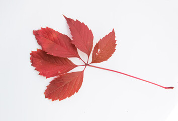 Red autumn leaf on a white background. background for autumn theme.
Bright autumn leaf.
 top view, copy space.
Collection of Autumn Variety Fresh Leaves on White Background
set of different leaves.