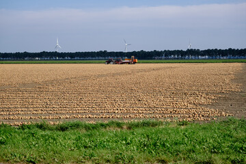 Rows of harvested onions, drying in a agricultural field waiting to be picked up. Tractor and onion loader in background. Flevoland province, the Netherland