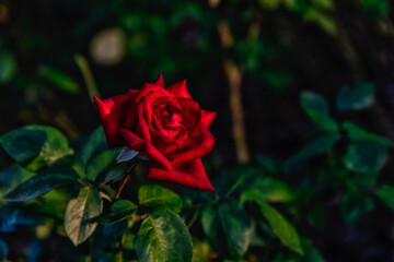 薔薇の花