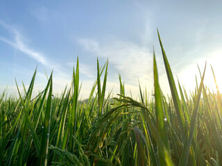 close up of rice at beautiful sunrise