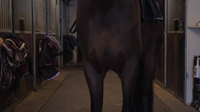 Brown young horse with saddle in a stable waiting to be ridden. 4K footage. Crane shot.