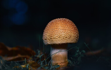 Prince mushroom grown in the forest